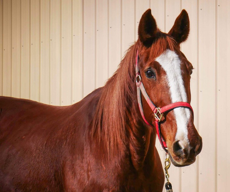 A chestnut Standardbred mare