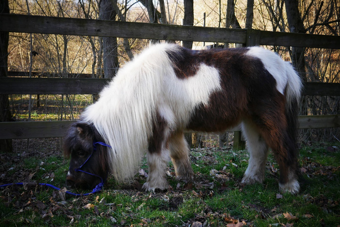An older miniature horse