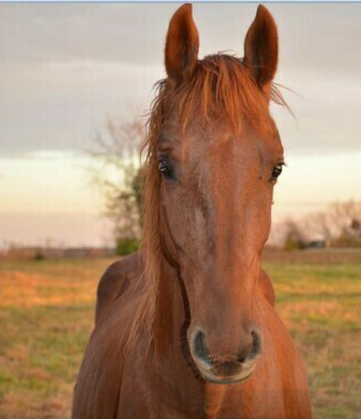 A head-on shot of a chestnut Saddlebred