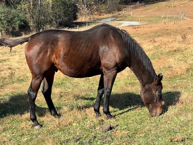 Adoptable horse Timmy.
