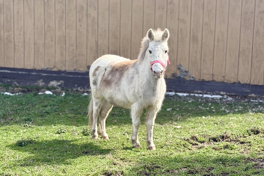 Miniature mule Spinner.