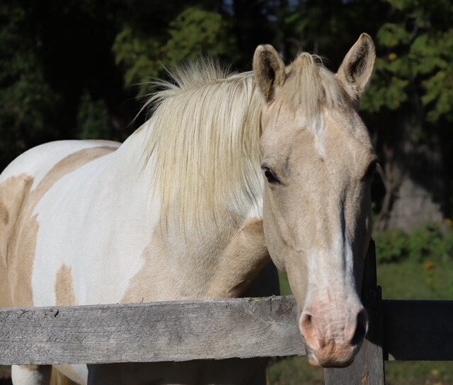 Palomino Paint gelding up for adoption 