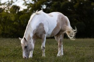 ASPCA’s Right Horse Adoptable Horse: Bo
