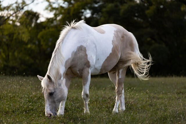 Adoptable horse Bo grazing