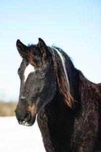 Bashkir Curly horse close up.