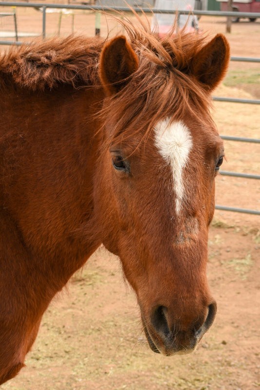 Adoptable horse Cara