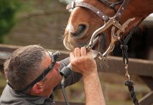 horse dental care