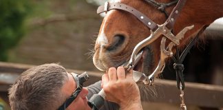 horse dental care