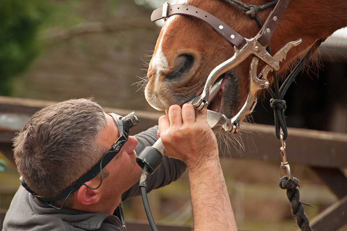 horse dental care