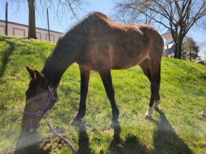ASPCA’s Right Horse Adoptable Horse: Claire