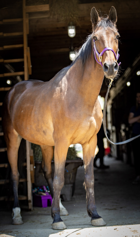 A bay Standardbred mare