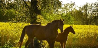 Winter hay to spring grass: Tips for a smooth transition cool command horse