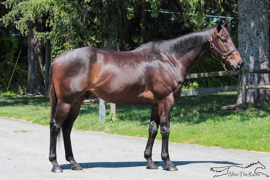 Bay Thoroughbred gelding, Cosmo.