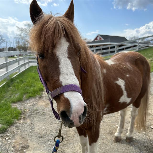 Adoptable horse Dakota, featured in the ASPCA Virtual Adoption Event