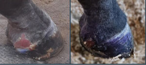 Practical Horse Care: Four Must-Have Products for Every Equine Owner