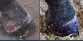 Practical Horse Care: Four Must-Have Products for Every Equine Owner horse