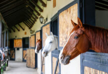 EHV-1 Outbreak Reported in Texas An image representing the EHV-1 outbreak.