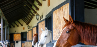 An image representing the EHV-1 outbreak.