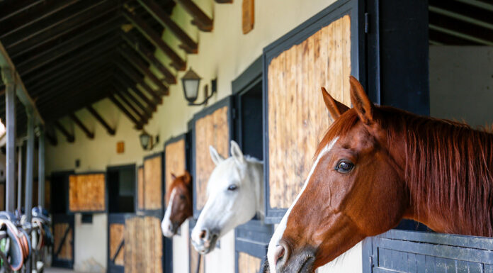 An image representing the EHV-1 outbreak.