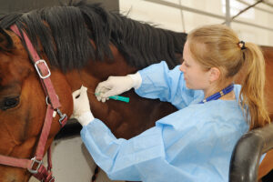 Survey Results Show Equine Veterinarians Struggling With Wellness, Burnout