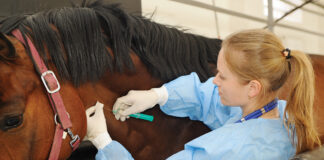 Equine veterinarians giving a horse care