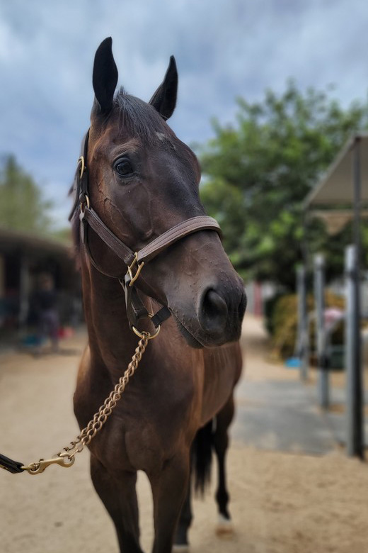 Espresso, an adoptable horse featured in the ASPCA Virtual Adoption Event