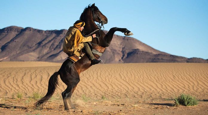 horses of Morocco