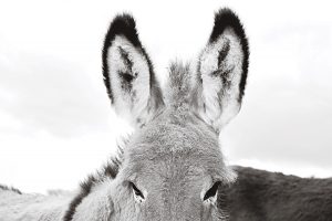 Ears First into Trouble: A Really Old Donkey Wreaks Havoc on the Farm