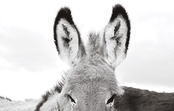 Really Old Donkey Ears