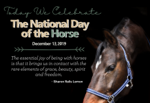 National Day of the Horse