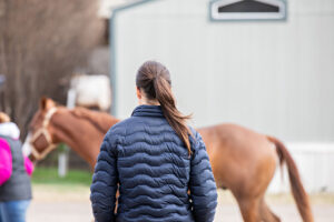 Ultimate Guide to Buying Your Dream Horse: Questions to Ask, Red Flags, and Pro Tips