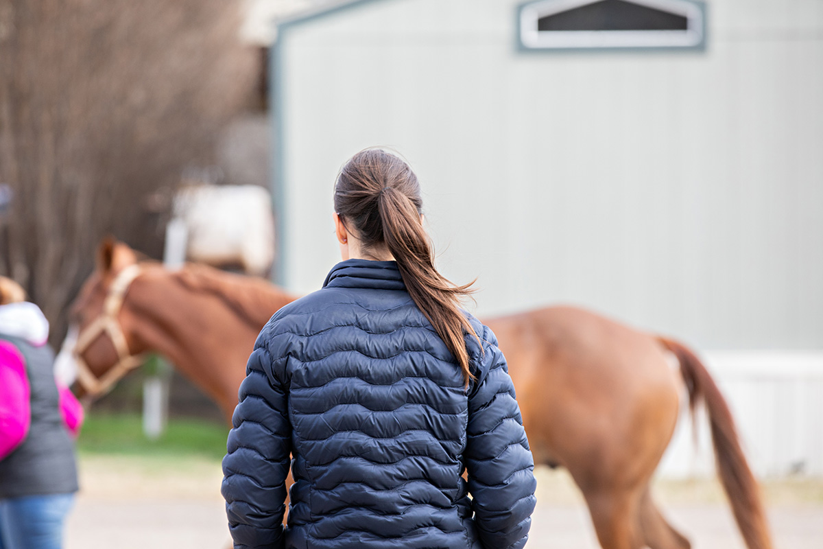 A woman watches a sorrel gelding jogging