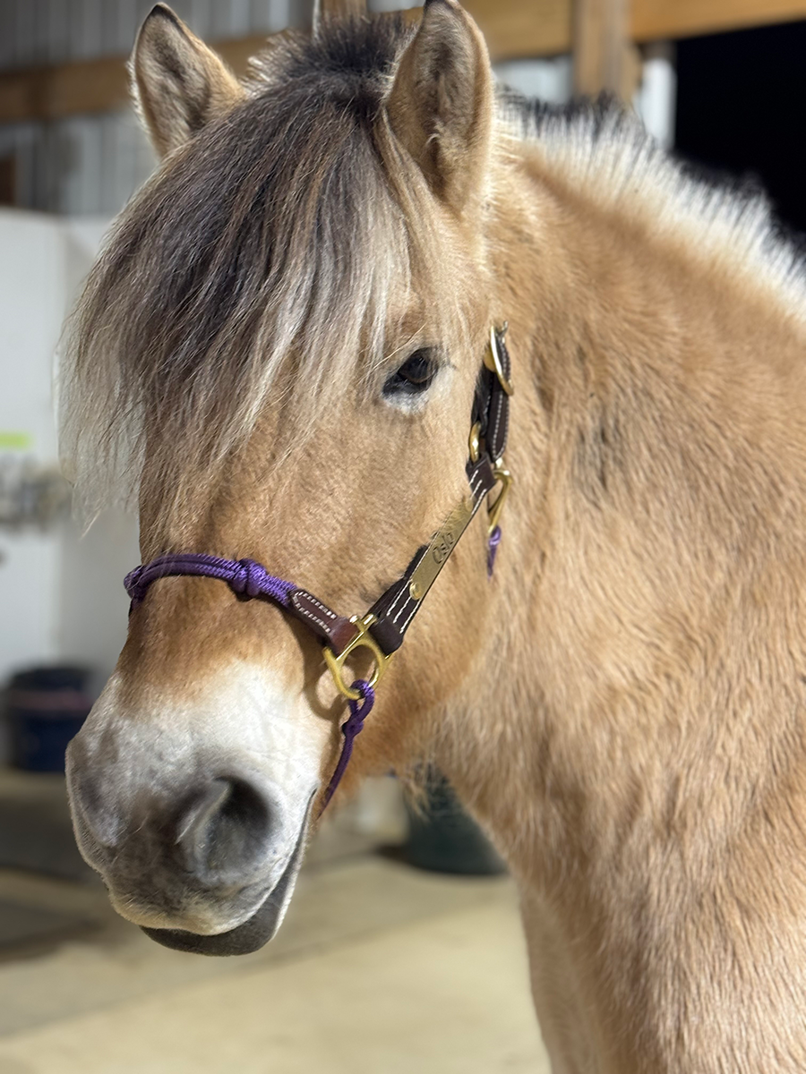 Horse Education Company's Hybrid Halter.