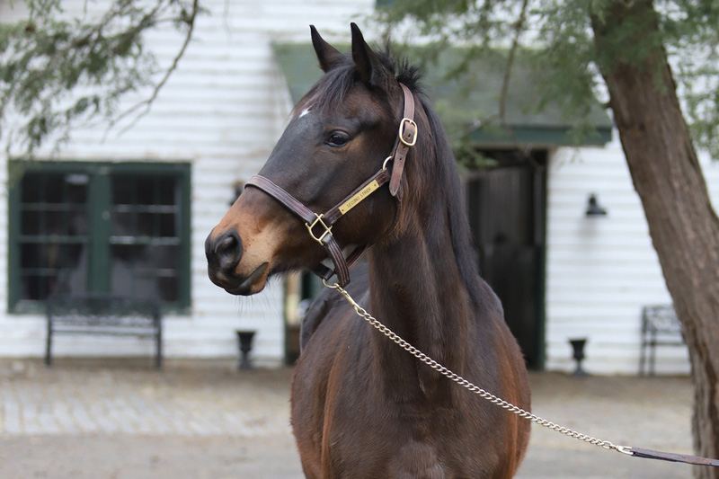 Adoptable horse Harbor Angel