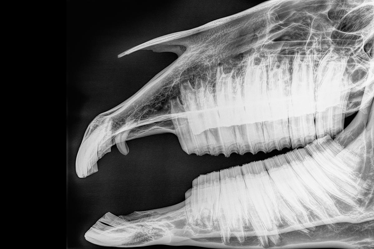 horse dental structure