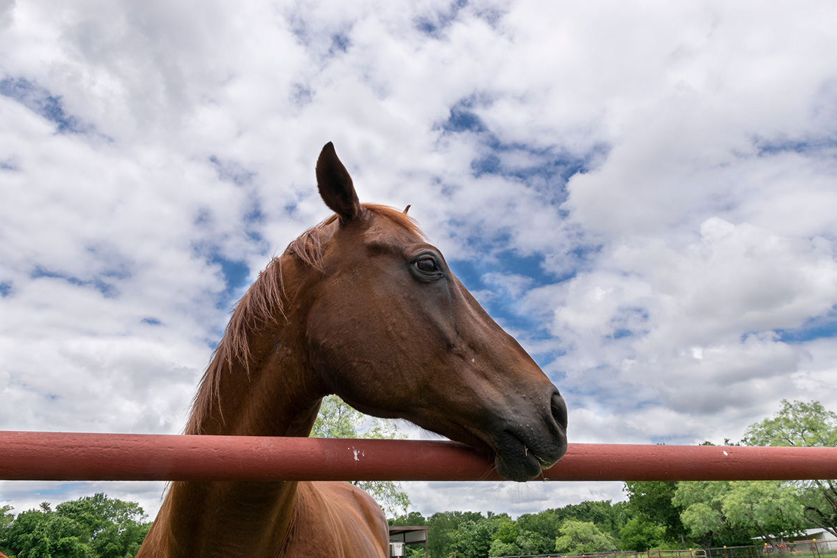 A horse looking over a pipe fence