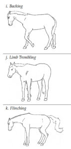 A portion of the Equine Discomfort Ethogram, which shows signs of discomfort as a horse that could be interpreted as stable vices