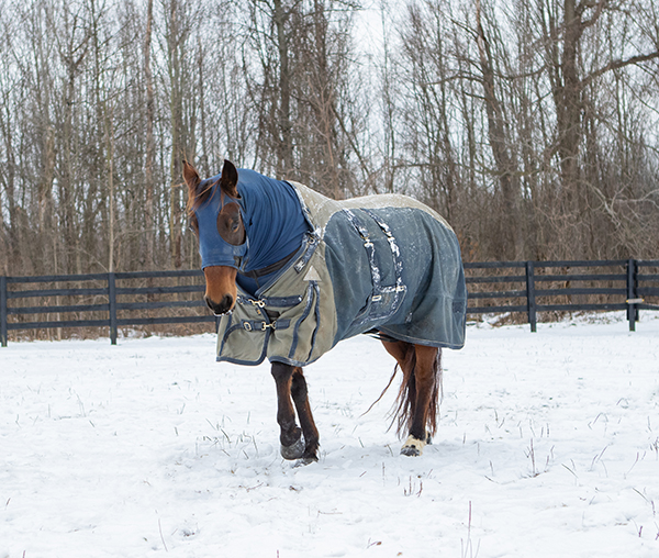 A blanketed horse walking through the snow