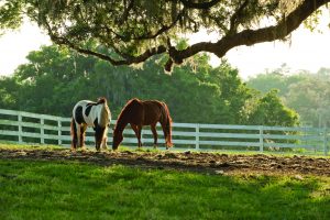 How to Adopt a Horse