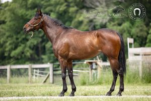 My Right Horse Adoptable Horse: Irma Girl