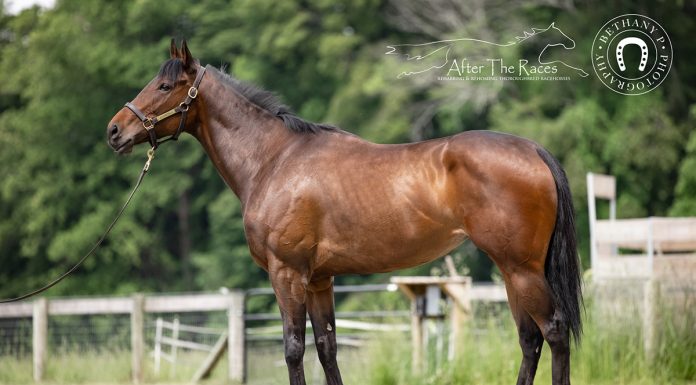 adoptable horse irma girl