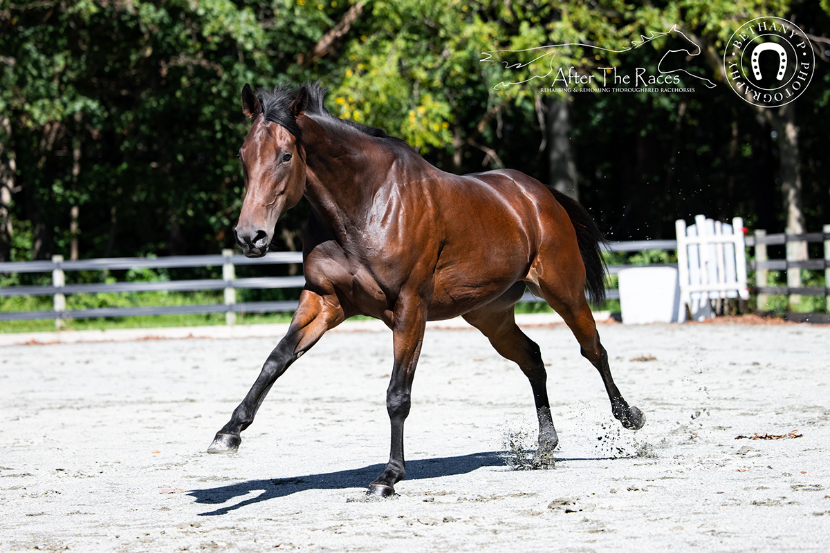 adoptable horse irma girl