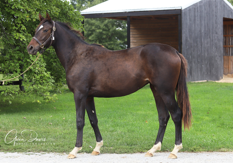 Adoptable Thoroughbred filly Lauren