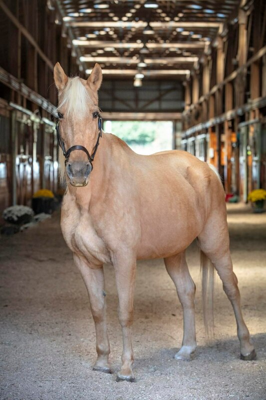 Palomino Tennesee Walking Horse mare