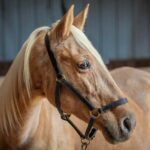ASPCA Right Horse of the Week Lily