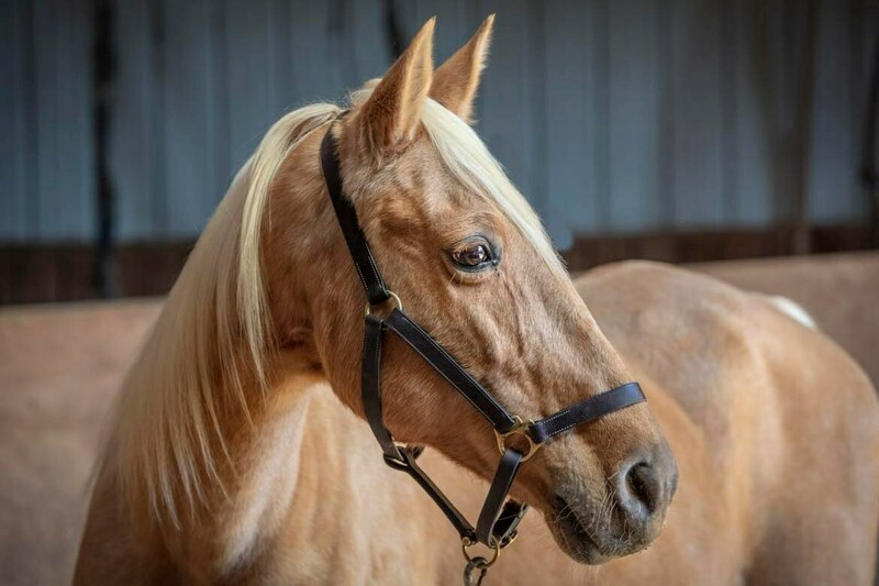 ASPCA Right Horse of the Week Lily
