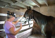 An equine dental technician performs an examination of a horse's teeth for routine care