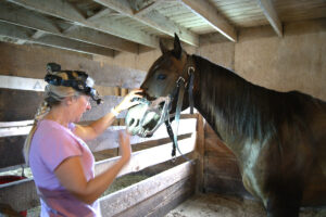 The Horse’s Mouth from an Equine Dental Technician