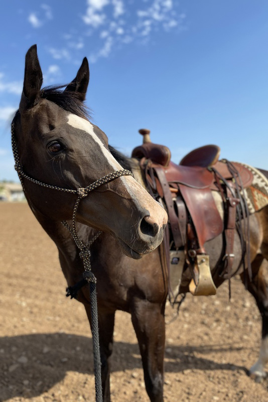 OTTB mare in a Western saddle