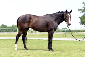 ASPCA’s Right Horse Adoptable Horse: Miss Kipling